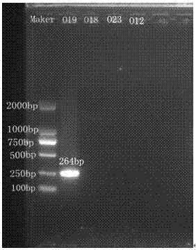 O18, O19, O23, and O12 specific nucleotides and applications