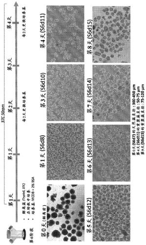 Re-aggregation of stem cell-derived pancreatic beta cells
