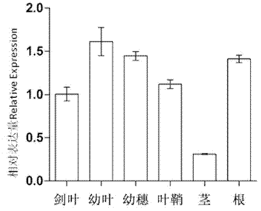 Rice stress resistance-related OsHMGB3 gene, and encoding protein and application thereof