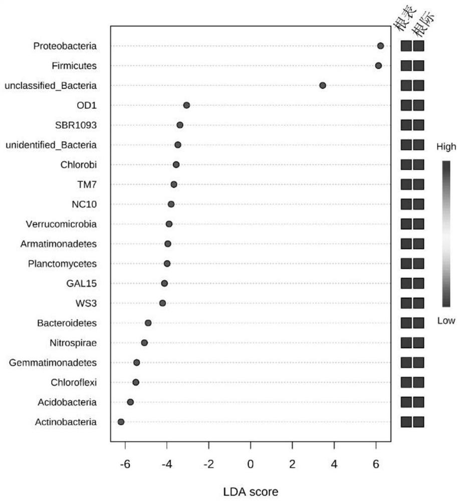 Growth-promoting synthetic flora for efficient colonization of tobacco root surface and screening method of growth-promoting synthetic flora