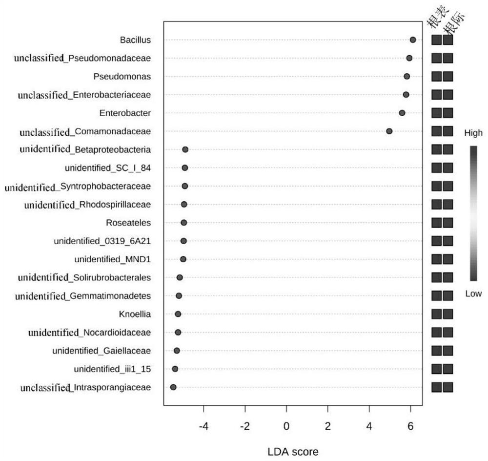 Growth-promoting synthetic flora for efficient colonization of tobacco root surface and screening method of growth-promoting synthetic flora