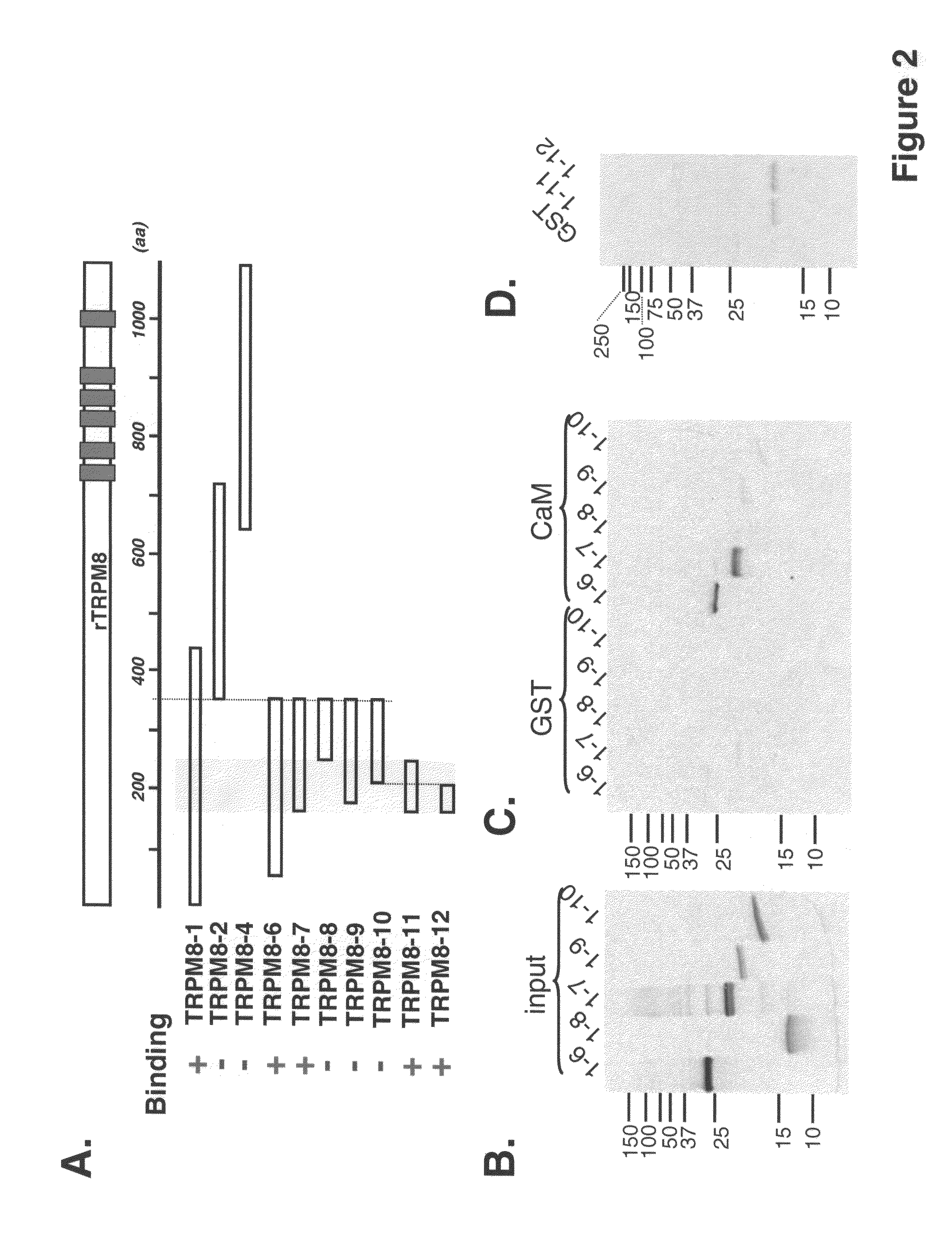 Polypeptide complex of TRPM8 and calmodulin and its uses thereof