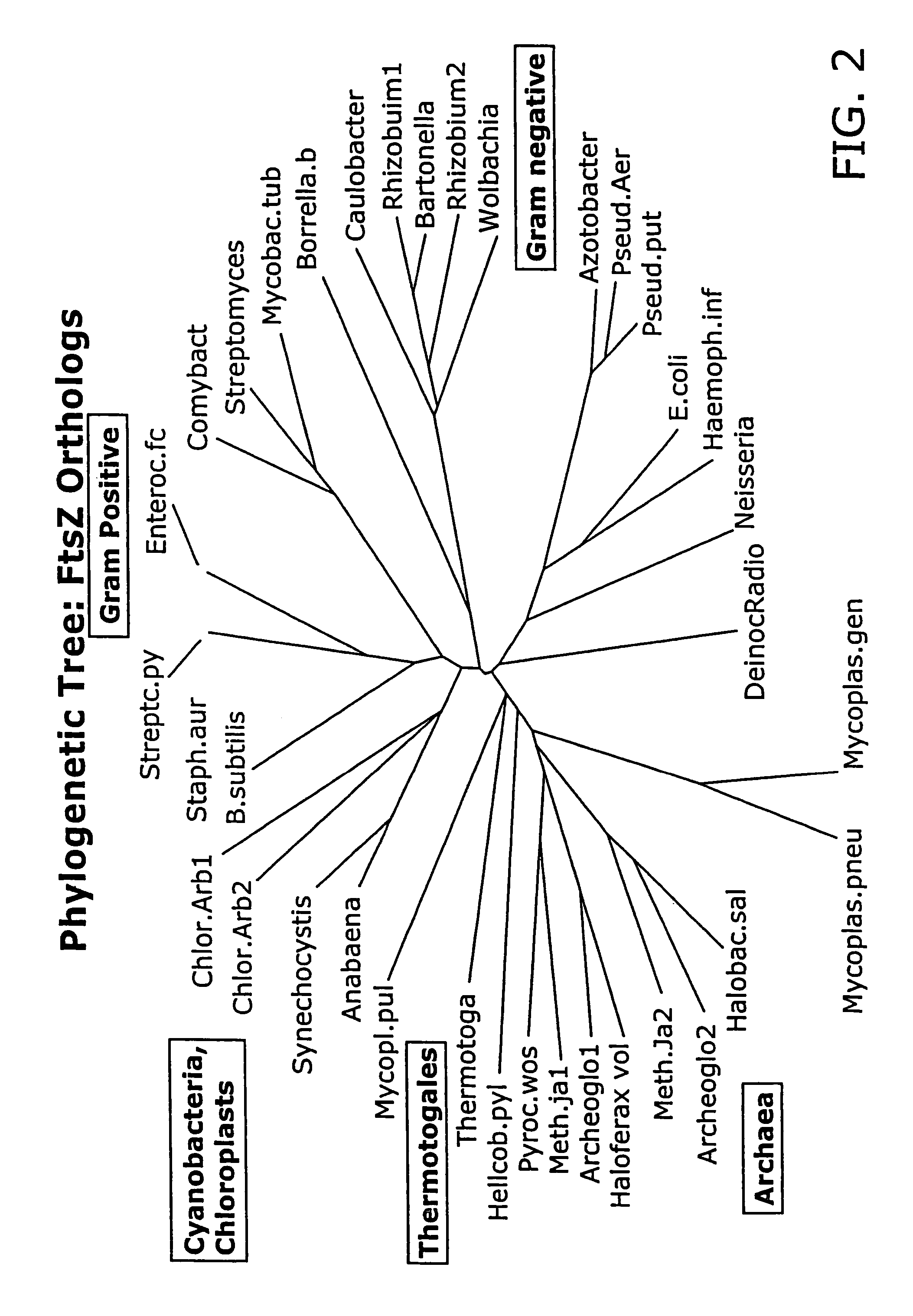 Compound combinations for inhibiting cell division and methods for their identification and use