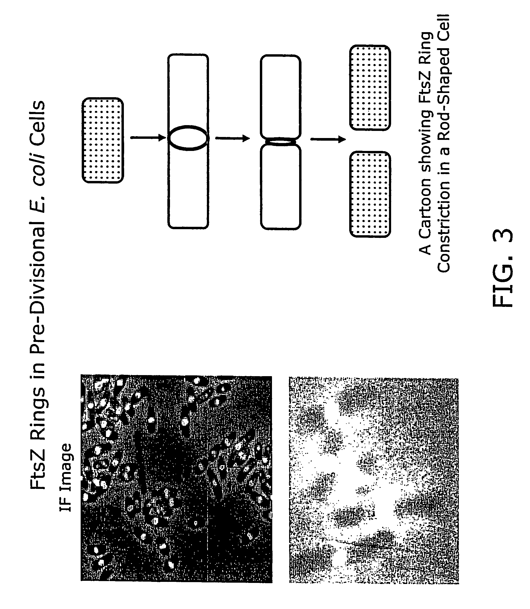 Compound combinations for inhibiting cell division and methods for their identification and use