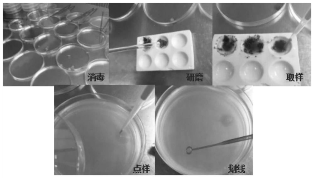 Bacillus amyloliquefaciens Yb-2 as well as separation method and application thereof