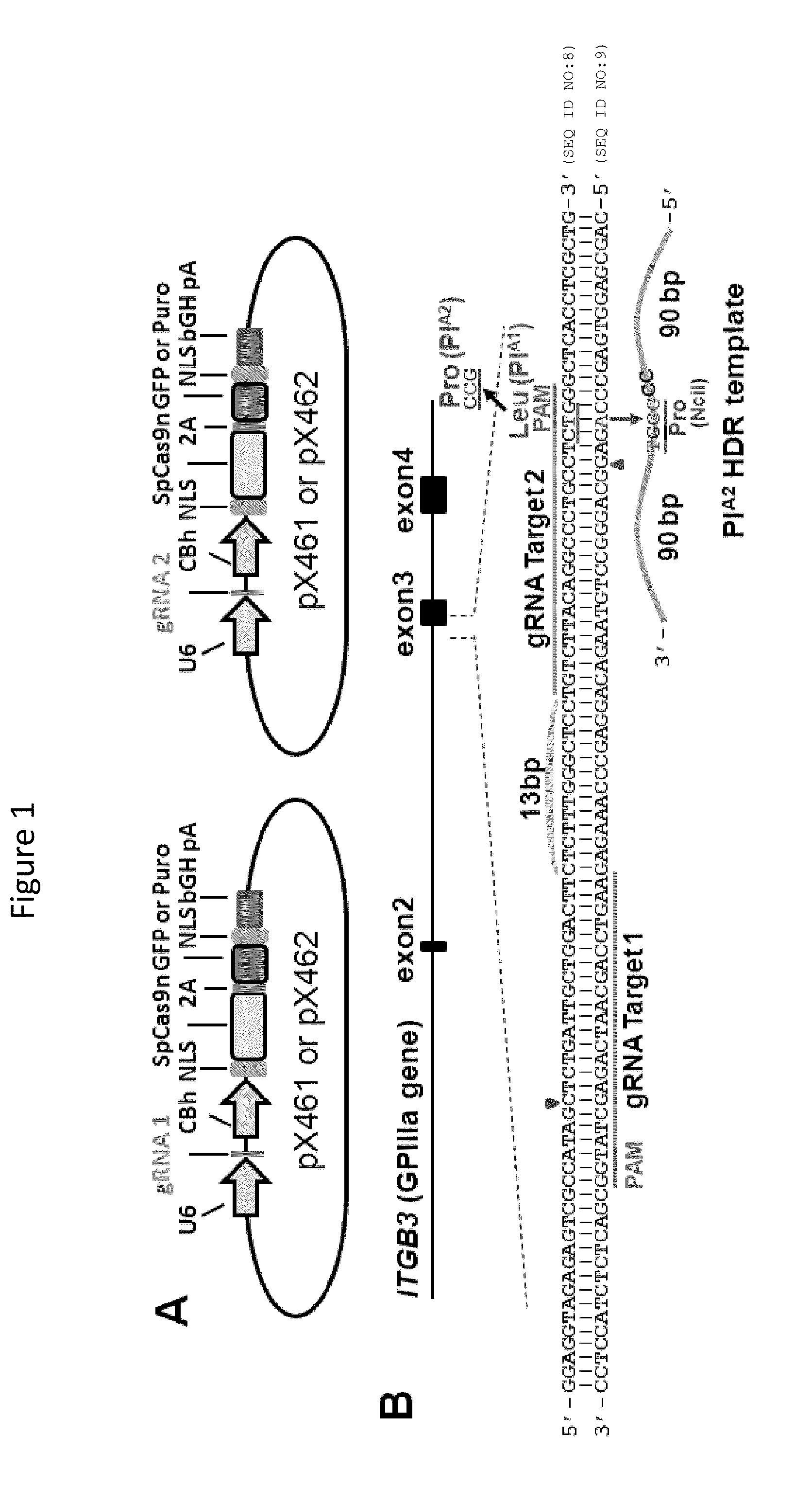 Method to bioengineer designer platelets using gene editing and stem cell methodologies