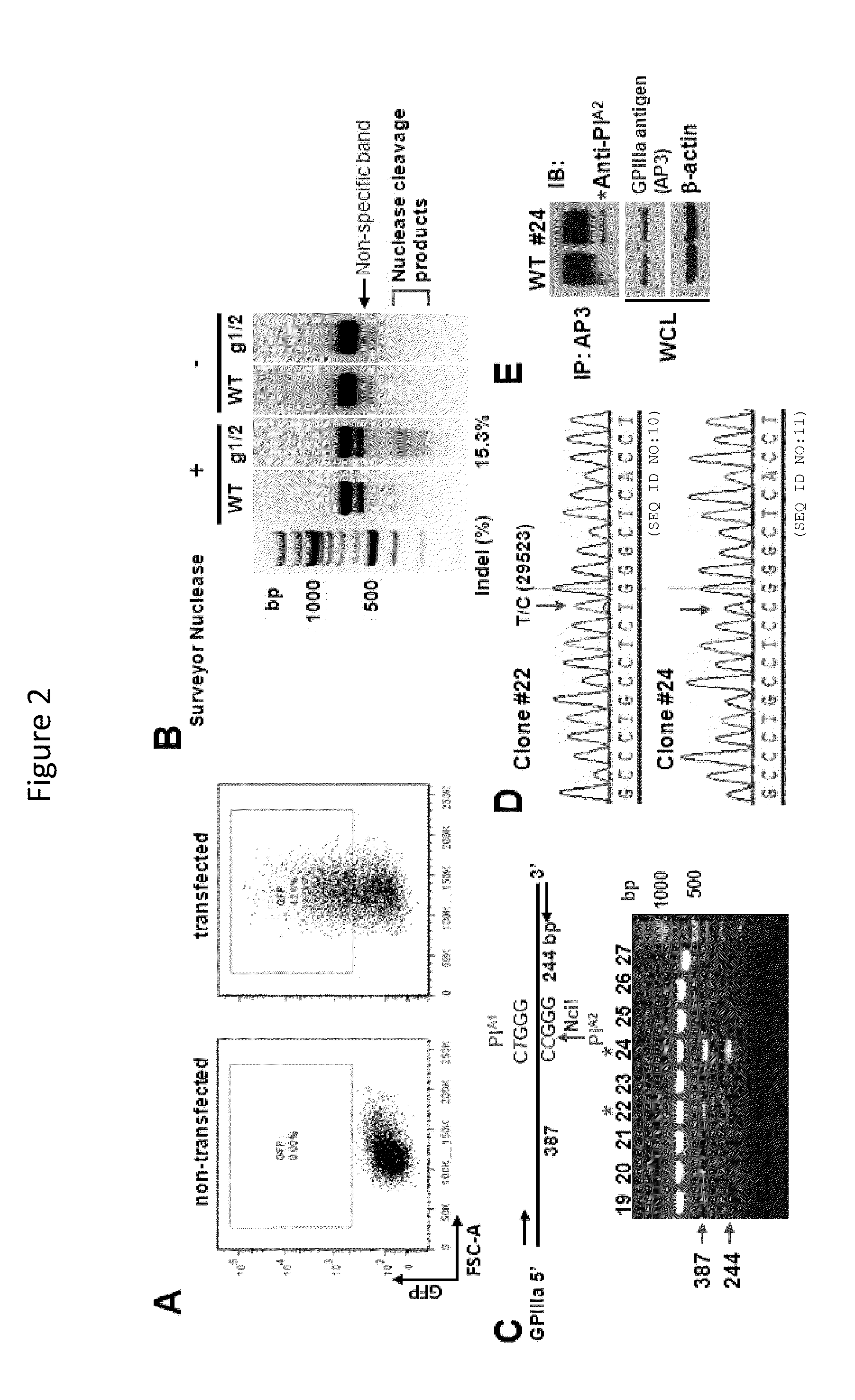 Method to bioengineer designer platelets using gene editing and stem cell methodologies