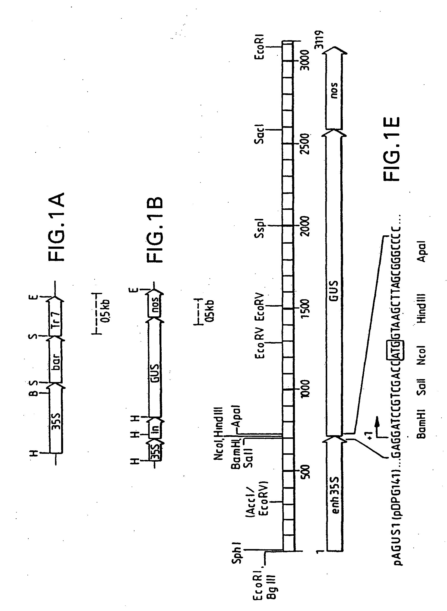 Methods and compositions for the production of stably transformed, fertile monocot plants and cells thereof