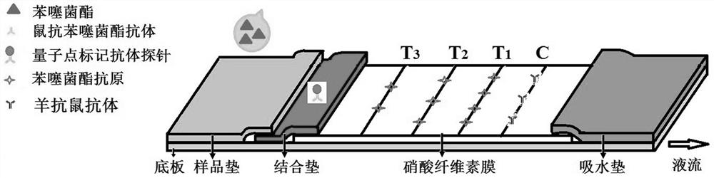 A quantum dot-labeled antibody probe test strip and its preparation method and application