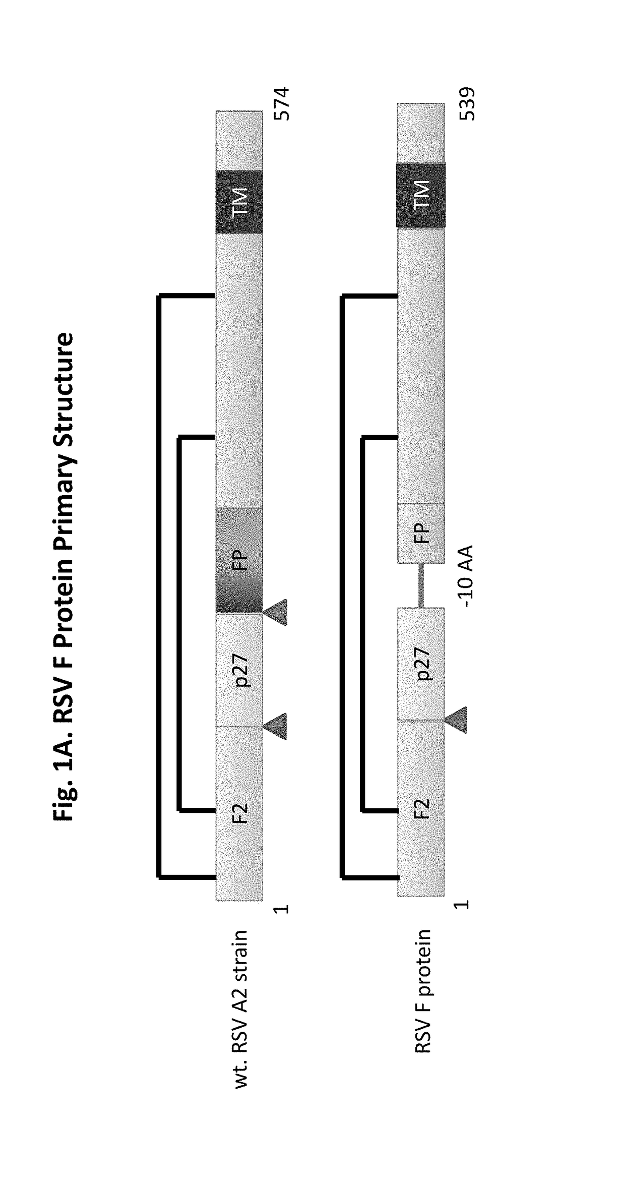 Vaccine compositions having improved stability and immunogenicity