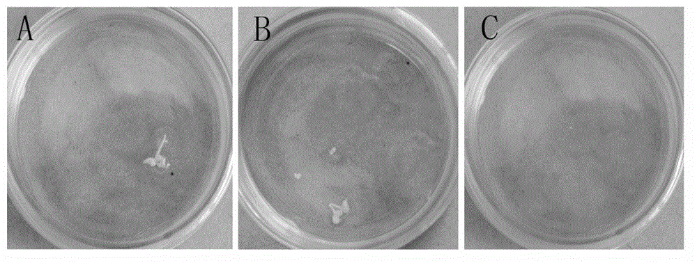 Method for improving embryogenesis efficiency and plant regeneration efficiency of stem nodule mustard microspore embryo