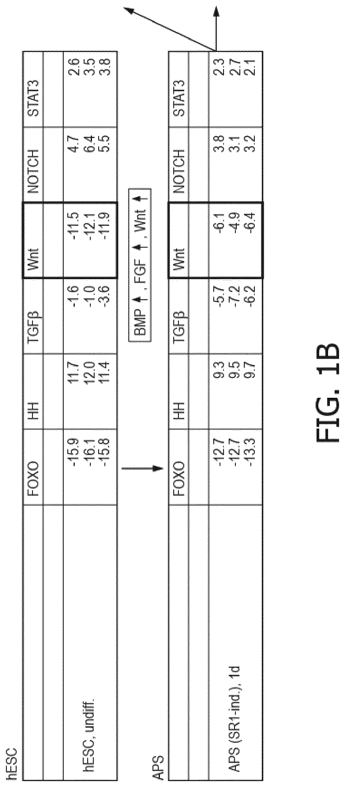 Functionalized substrate to manipulate cell function and differentiation