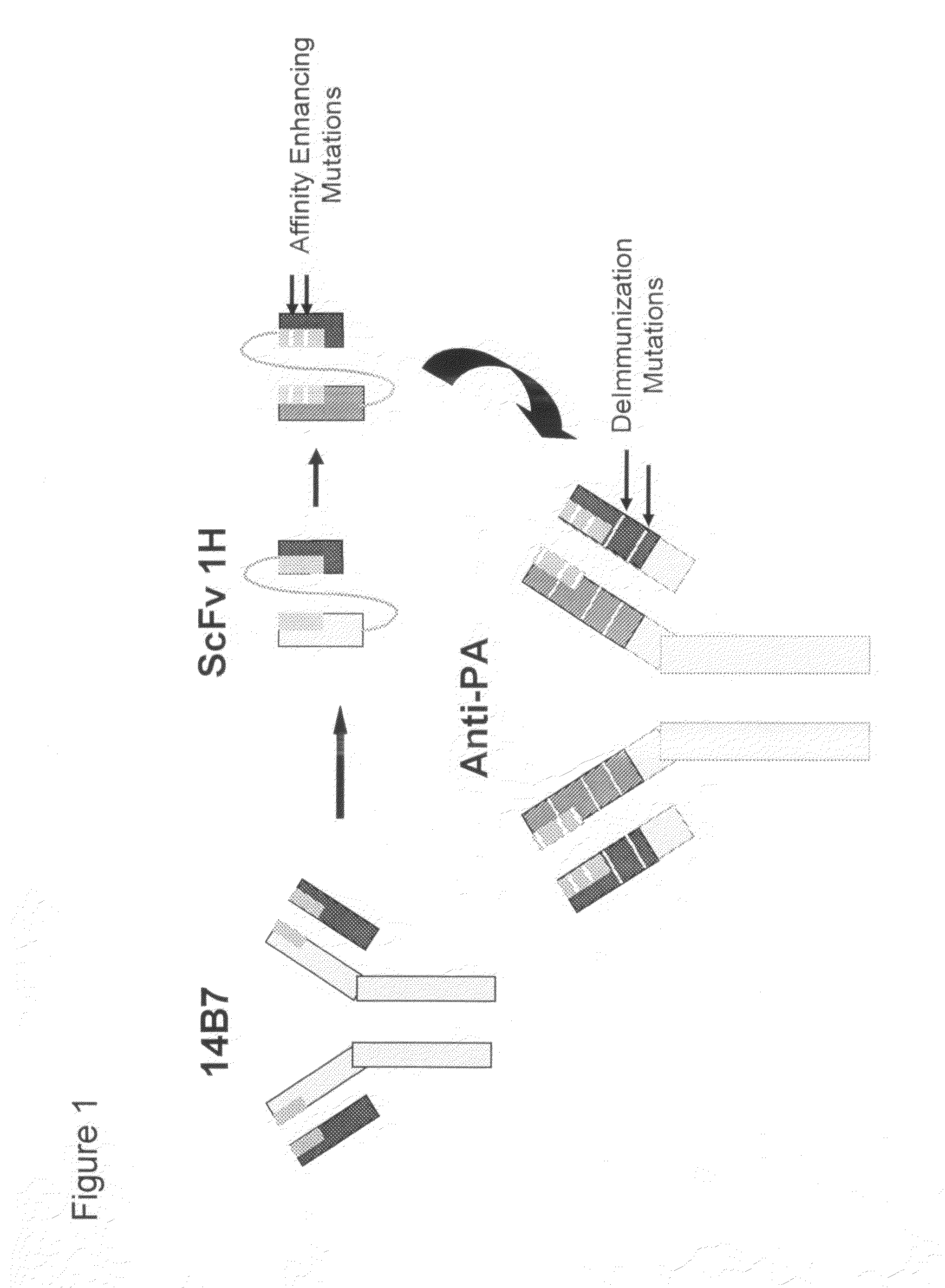 Antibodies that bind B. anthracis exotoxin, formulations thereof, and methods of use