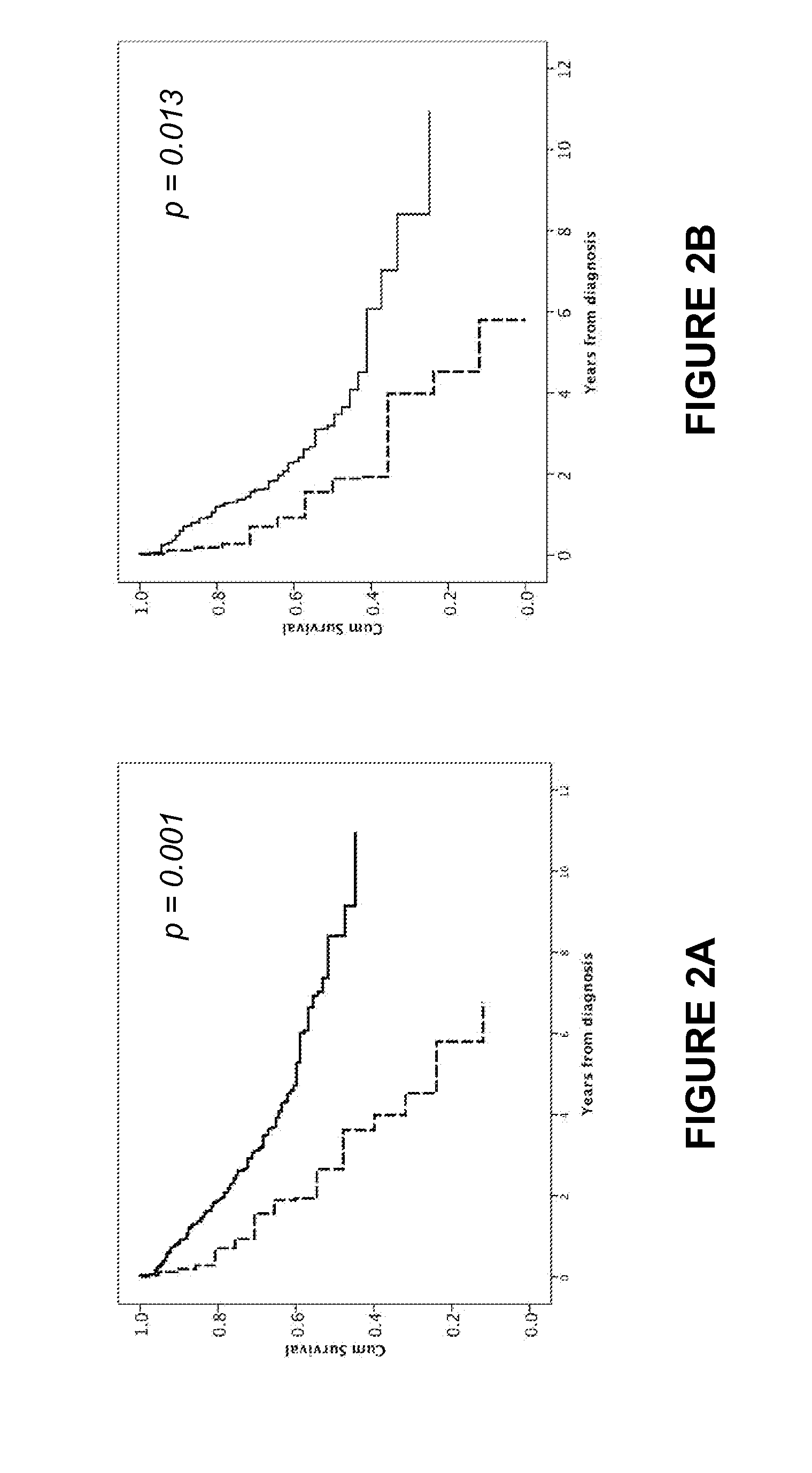 Epitopes derived from SATB2 and uses thereof