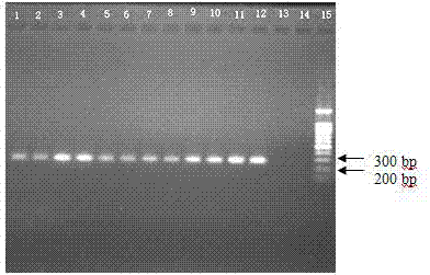 Sugarcane genome endogenous reference gene fructose-6-phosphate 2-kinase gene PCR (polymerase chain reaction) primer sequences and amplification method