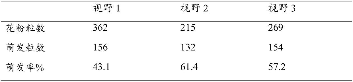 Method for improving fruiting rate of Amorphophallus albus and Amorphophallus konjac hybrid pollination