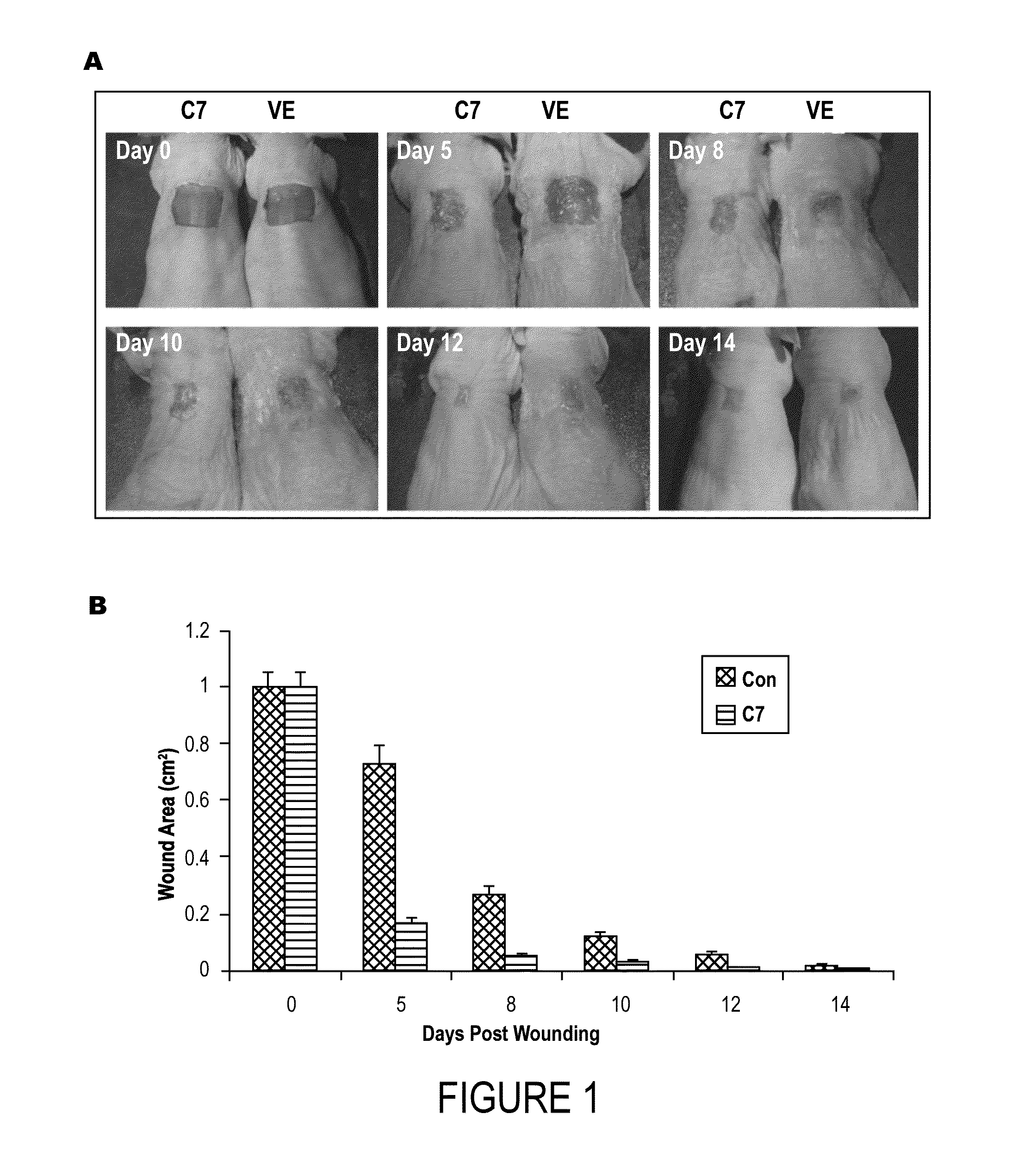 Methods and Agents for Wound Healing