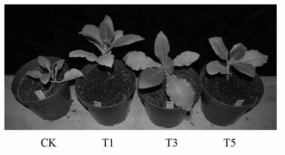 Salt resistance related protein IbEST of sweet potato and coding gene and application thereof