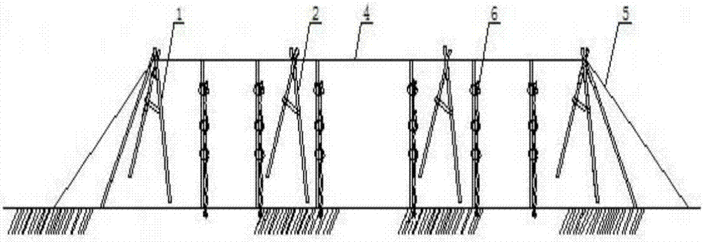 Method for applying organic fertilizer of dragon fruit