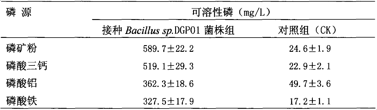 Angelica root rhizosphere efficient phosphate-solubilizing bacterium and microbial inoculum prepared from same and application thereof