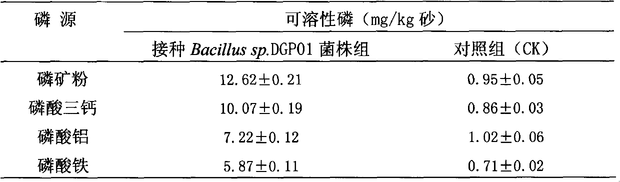 Angelica root rhizosphere efficient phosphate-solubilizing bacterium and microbial inoculum prepared from same and application thereof