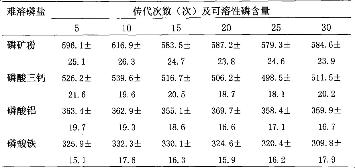 Angelica root rhizosphere efficient phosphate-solubilizing bacterium and microbial inoculum prepared from same and application thereof