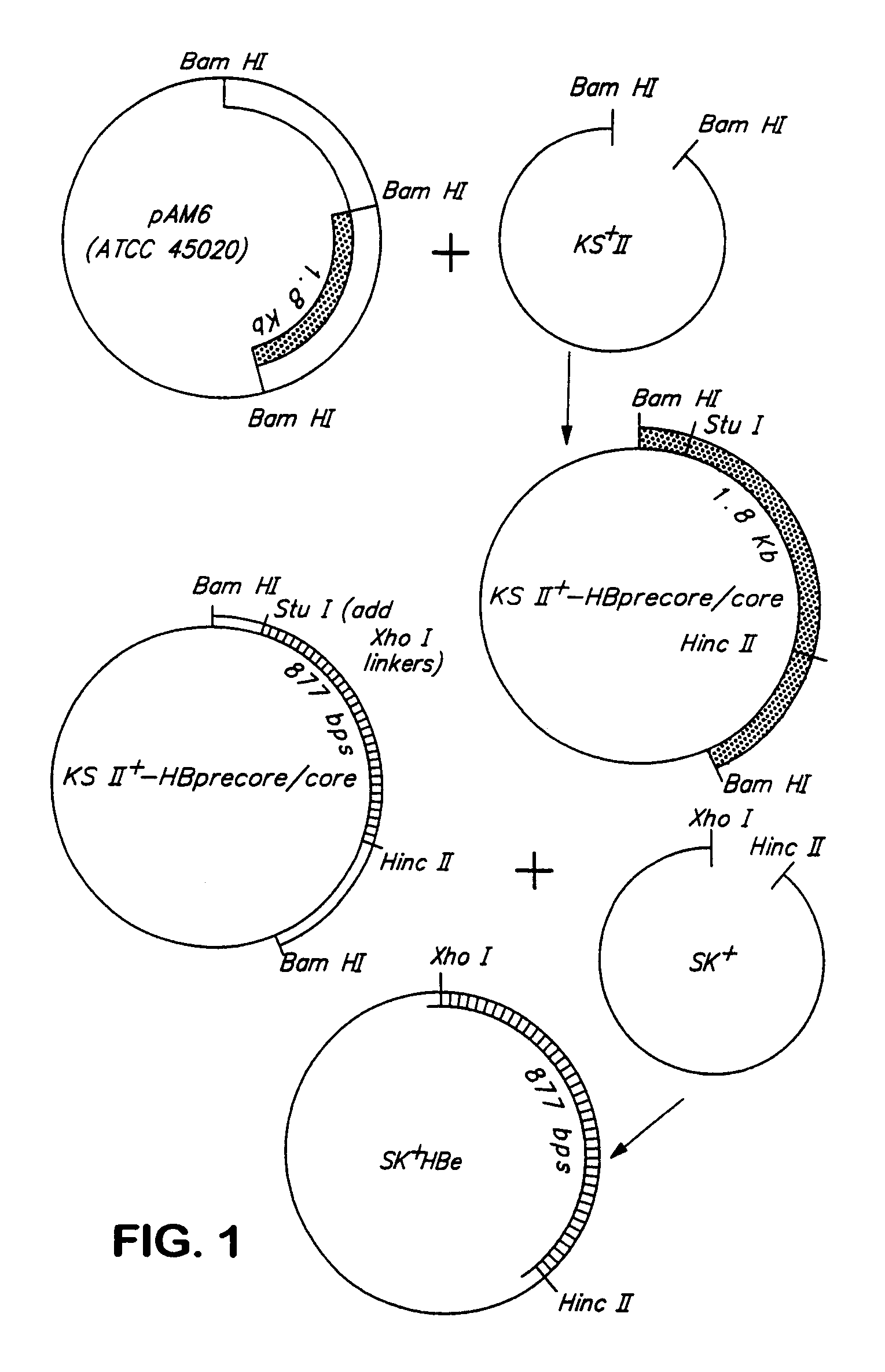 Compositions and methods for treating intracellular diseases