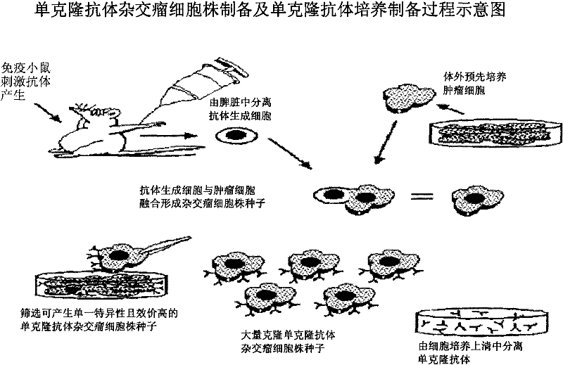 Monoclonal antibody, composition taking same as active ingredient, and application of monoclonal antibody