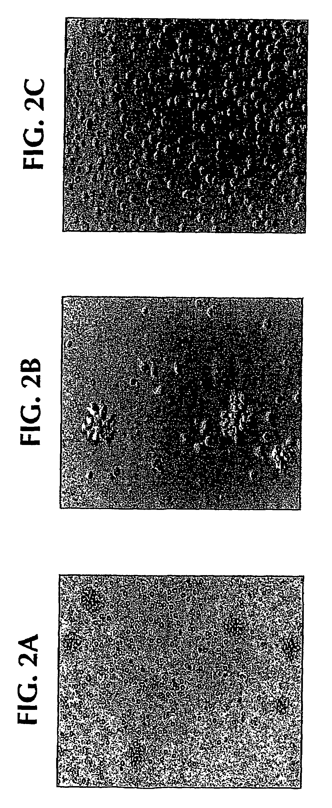 Methods for treating autoimmune diseases in a subject and in vitro diagnostic assays