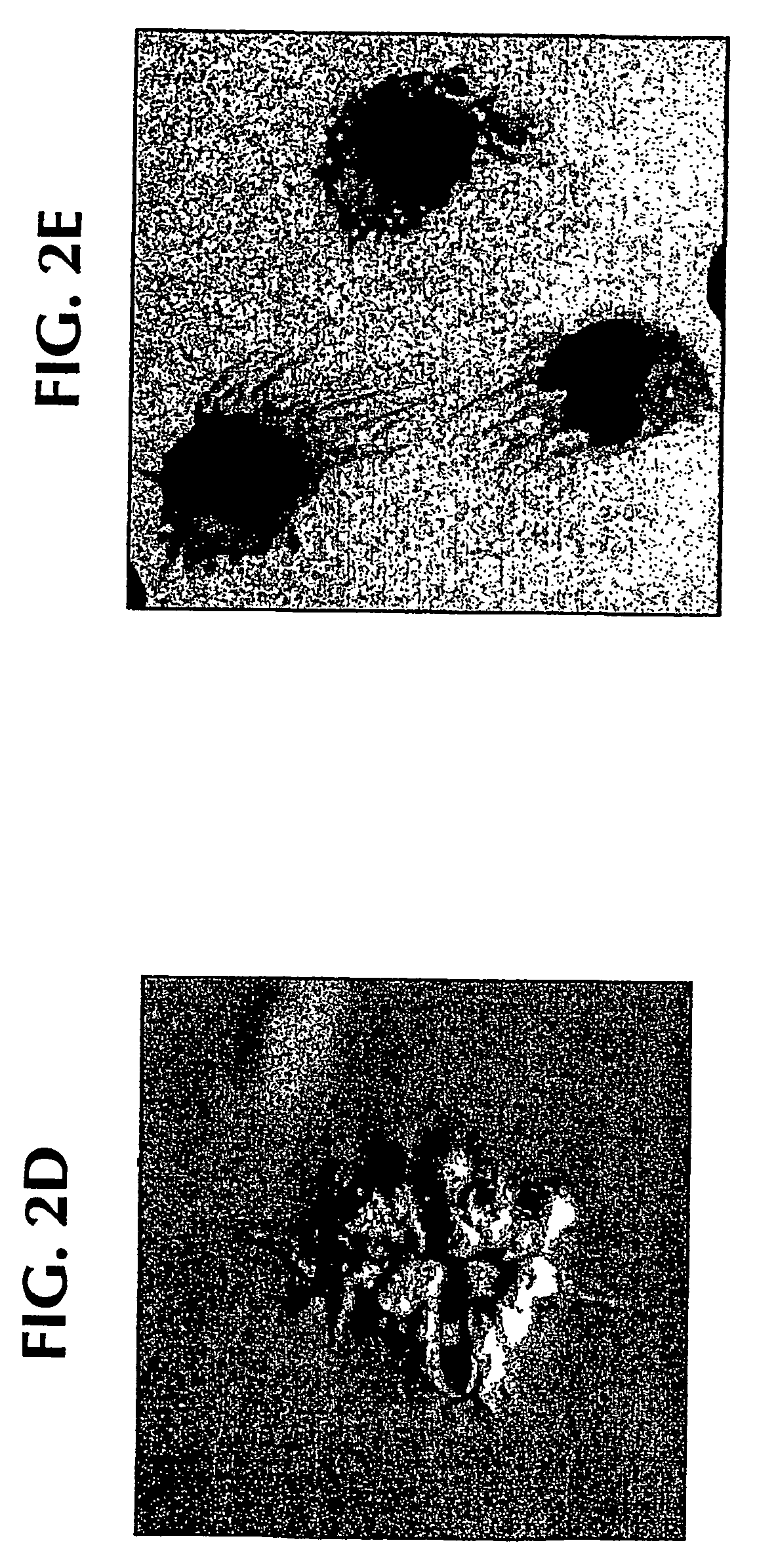 Methods for treating autoimmune diseases in a subject and in vitro diagnostic assays