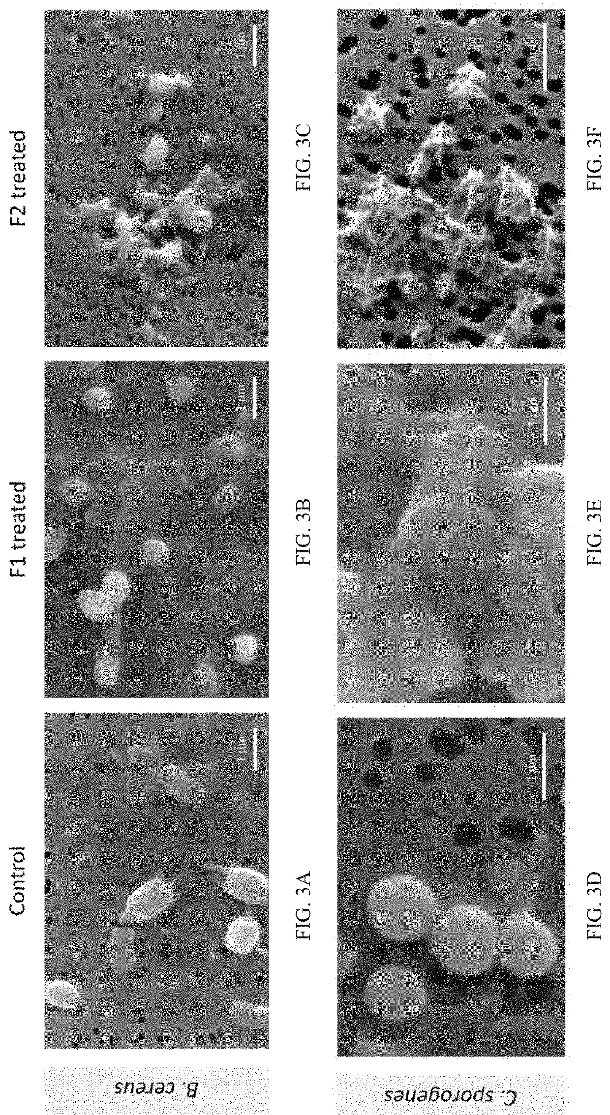 Compositions and Methods for Inhibiting Endospores Using Green Tea Polyphenols