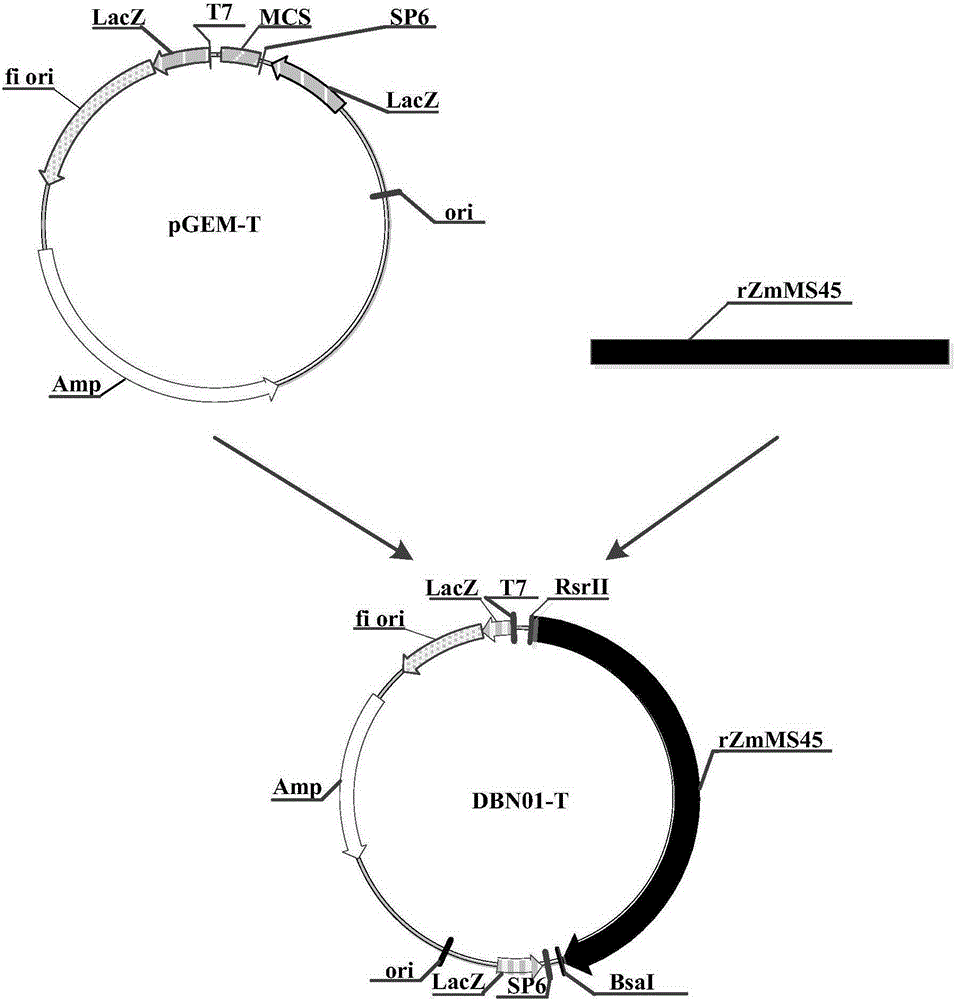 Nucleotide sequences mediating male fertility in plants and methods of using same