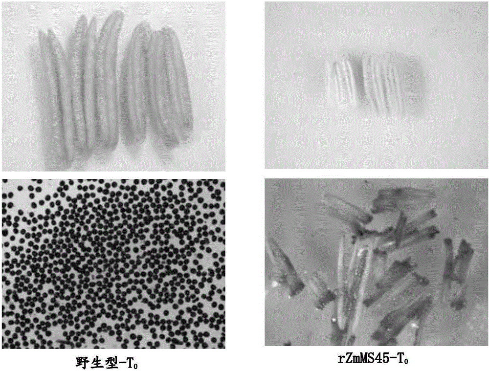 Nucleotide sequences mediating male fertility in plants and methods of using same