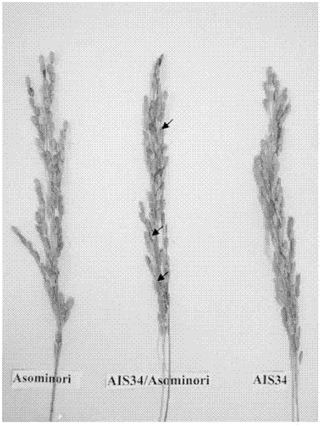 Method for separating two tightly linked rice sterile genes