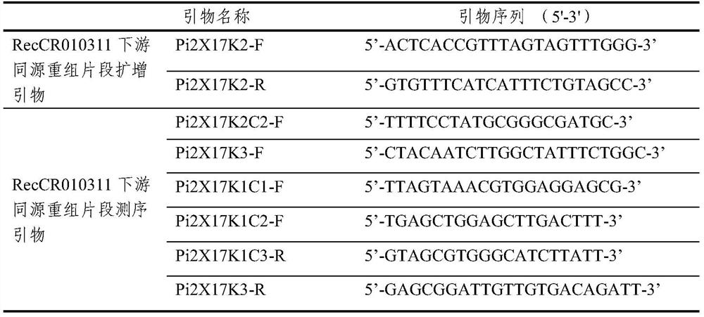 Recombined nucleic acid fragment reccr010311 and its detection primer and application