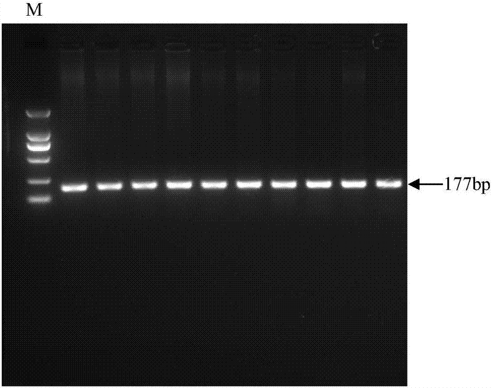 Porcine NTF3 promoter region SNP as molecular marker for boar breeding traits and applications of porcine NTF3 promoter region SNP