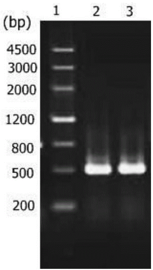 PMMoV Guizhou outlier ID-ELISA detection kit and preparation method and application thereof