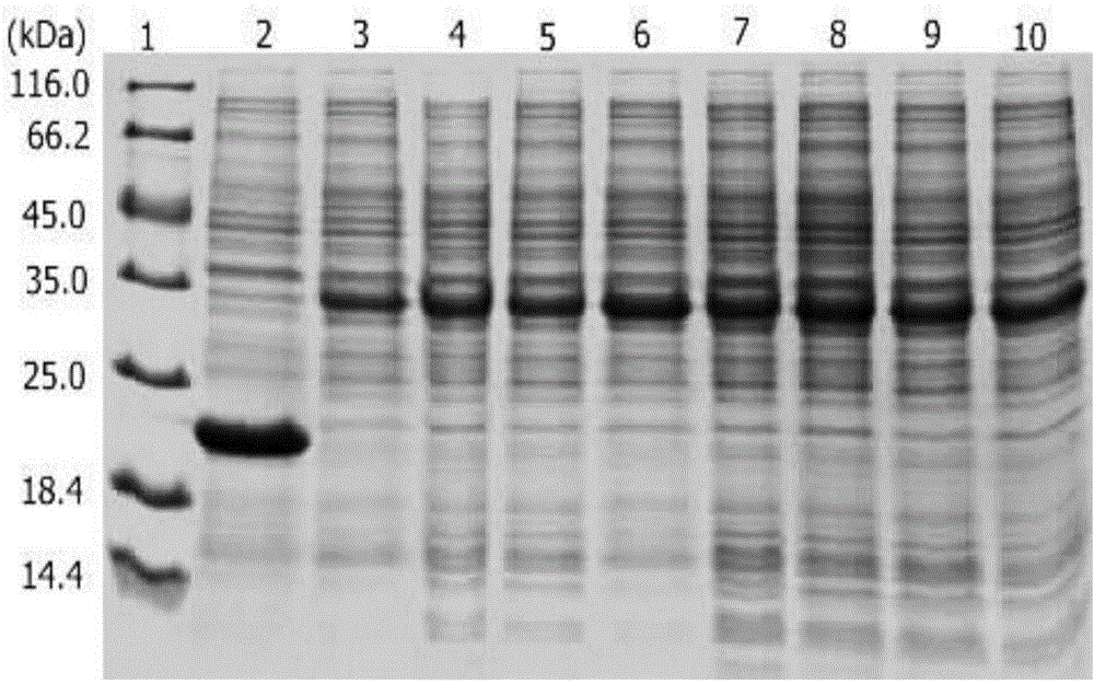 PMMoV Guizhou outlier ID-ELISA detection kit and preparation method and application thereof