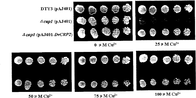 Gene DvCRP2 with Cd2+ resistant and Cu2+ resistant functions, encoding protein and application thereof