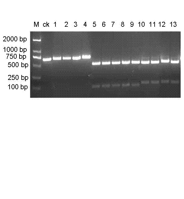 PCR-RFLP (Polymerase chain reaction-restriction fragment length polymorphism) method for quickly identifying panax notoginseng and analogue panax stipuleanatus