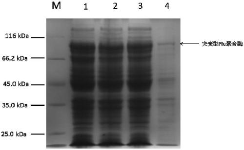 A mutant type Pfu DNA polymerase and a preparing method and application thereof