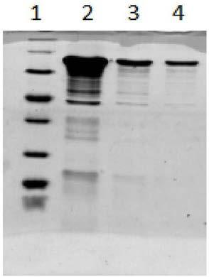 A mutant type Pfu DNA polymerase and a preparing method and application thereof