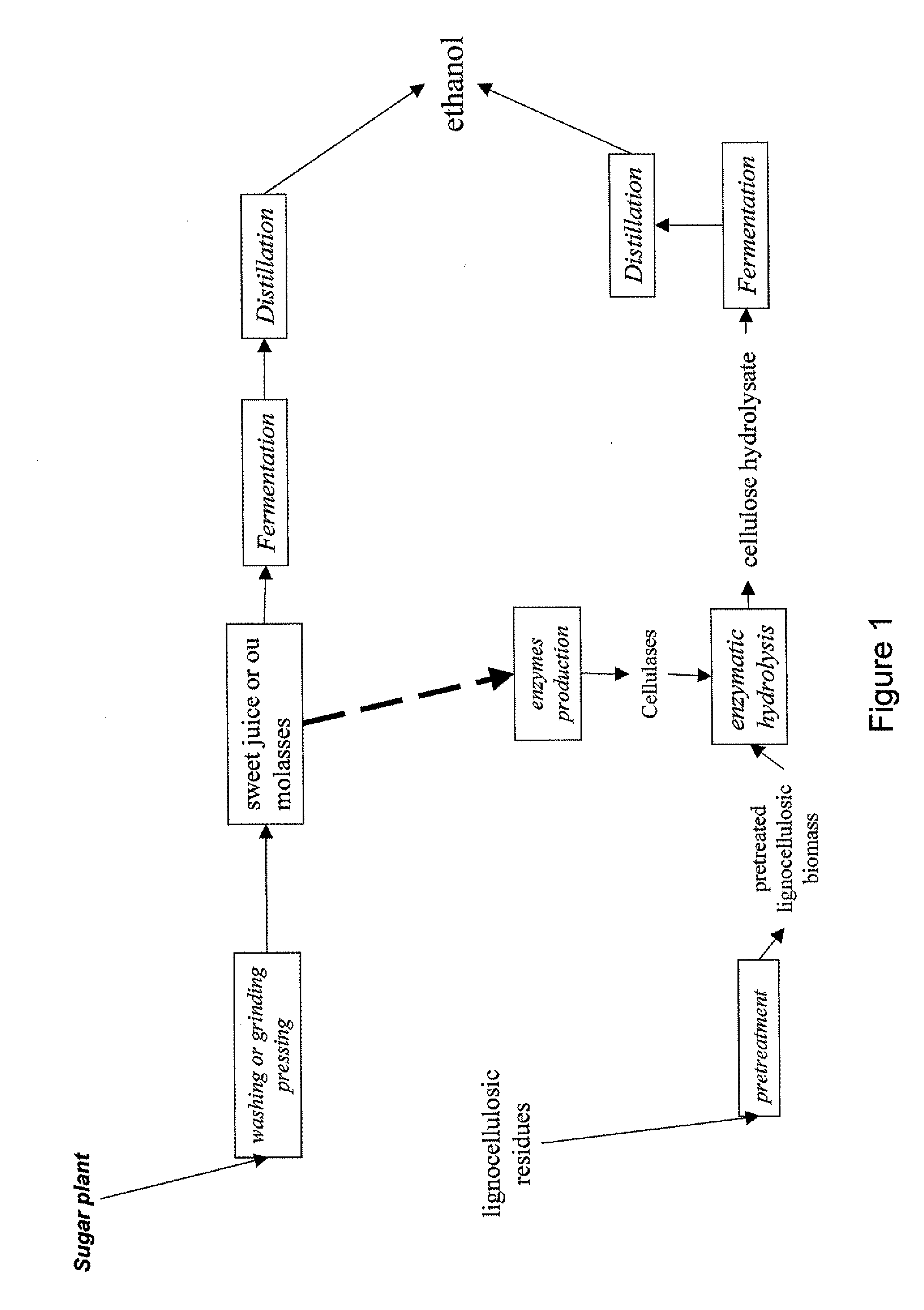 Method of producing alcohol in the biorefinery context