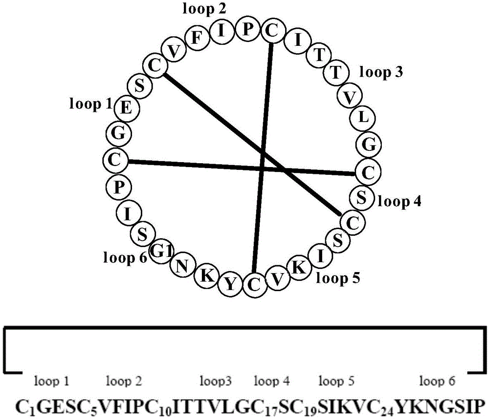 Application of novel cyclic peptide