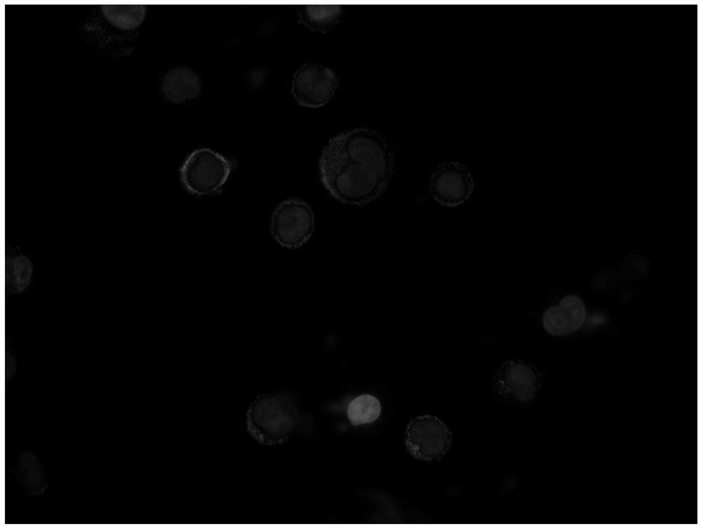 A kind of PD-L1 antibody immunomagnetic beads and preparation method thereof