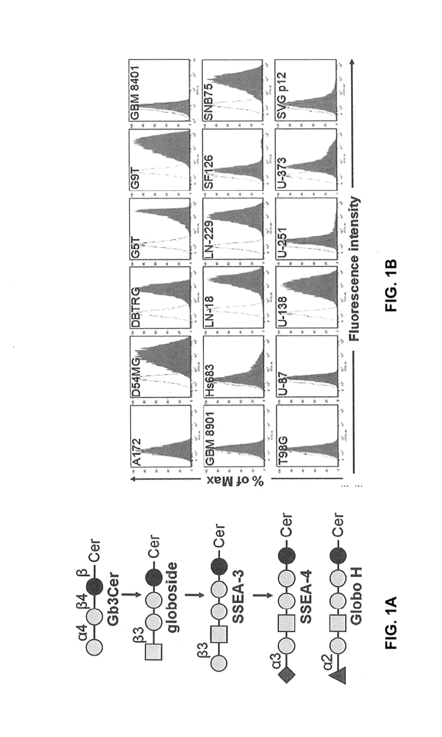Compositions and methods for treatment and detection of cancers