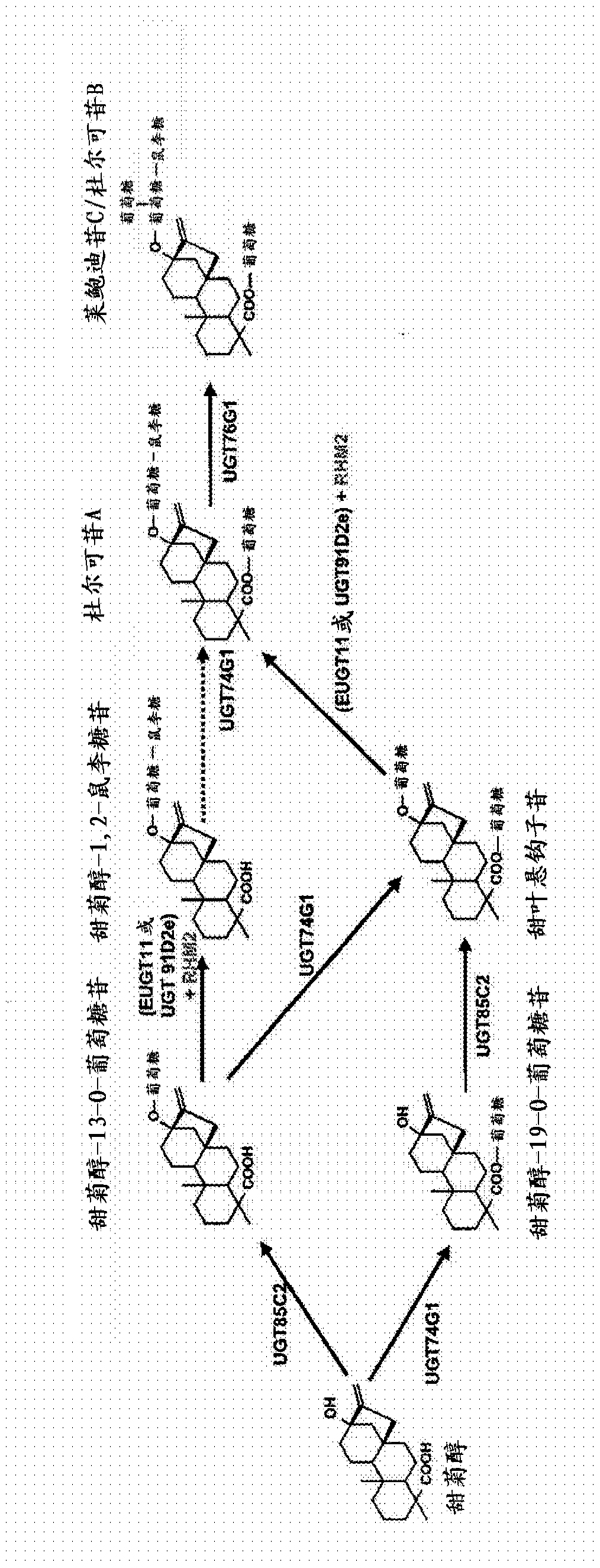 Recombinant production of steviol glycosides