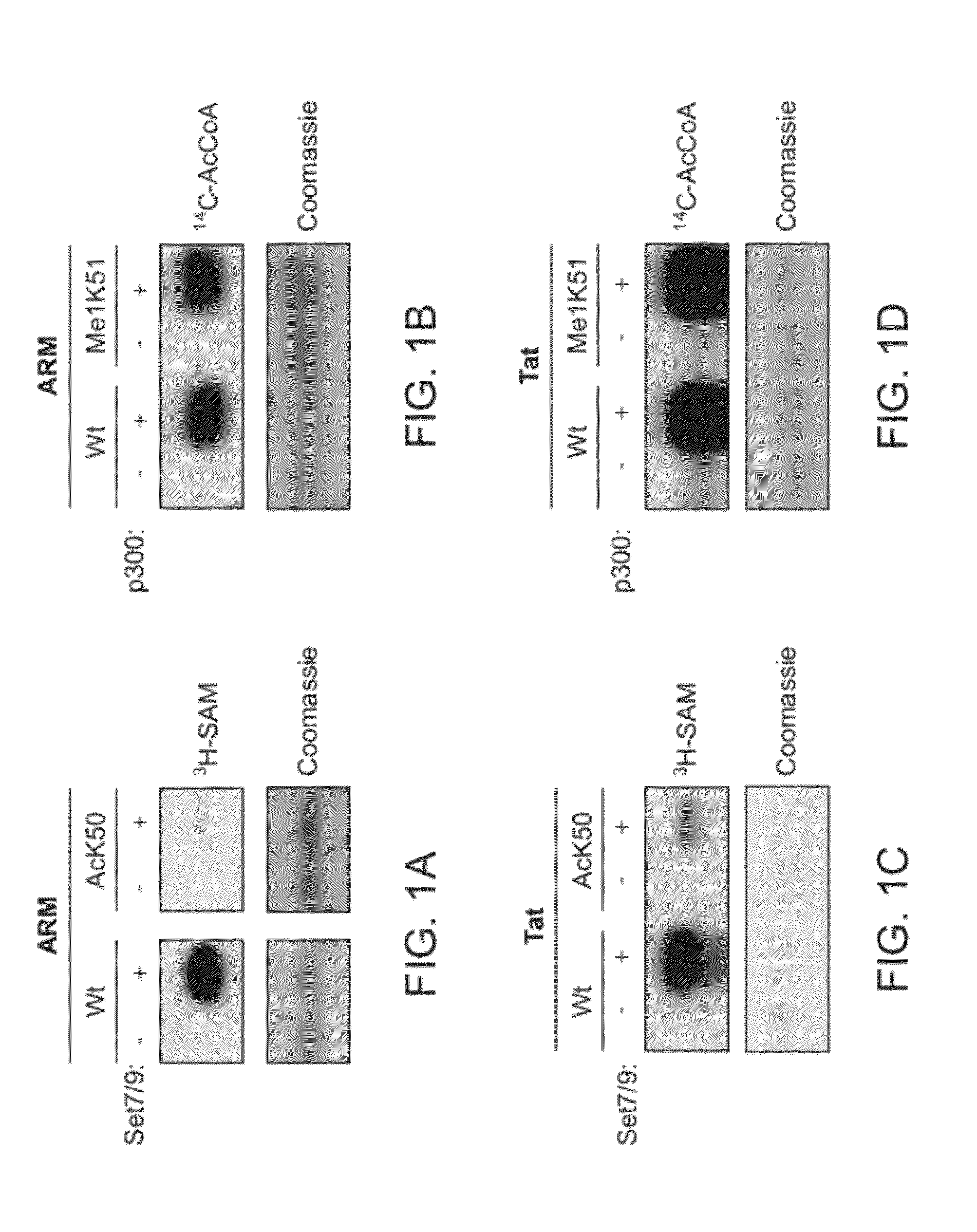 Compositions and Methods for Modulating Immunodeficiency Virus Transcription