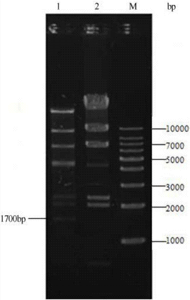 Method for efficient recombinant expression of restriction endonuclease