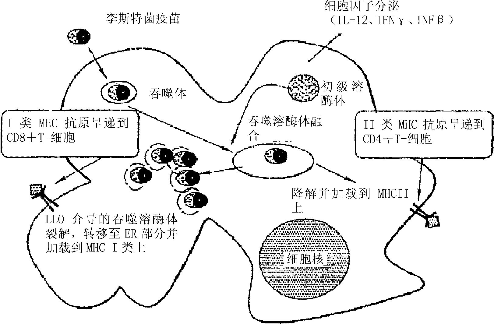 Listeria-based EphA2 vaccines